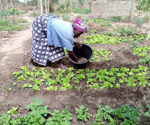 Mali_Novembre 2024_bénéficiaire sur son champ_2